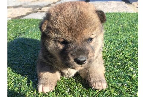 成約済の長崎県の柴犬-24520の1枚目