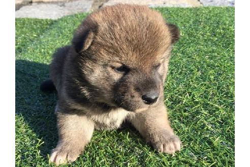 成約済の長崎県の柴犬-24520の2枚目