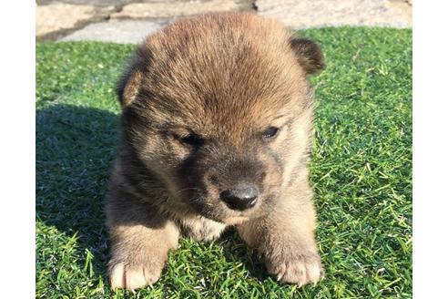 成約済の長崎県の柴犬-24520の3枚目