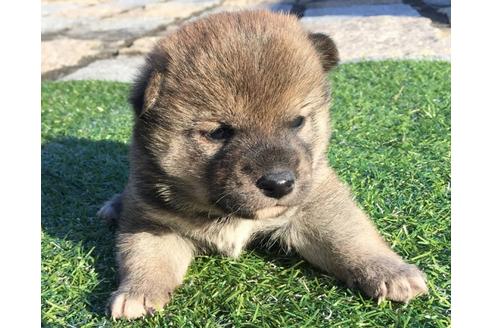 成約済の長崎県の柴犬-24520の4枚目