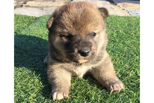 成約済の長崎県の柴犬-24520の5枚目
