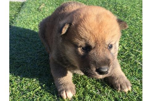 成約済の長崎県の柴犬-24521の5枚目