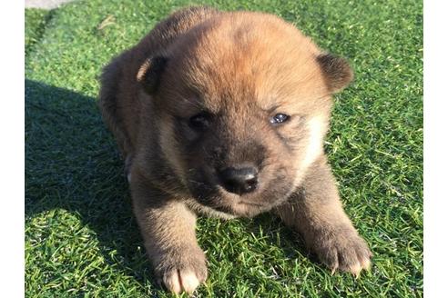 成約済の長崎県の柴犬-24521の1枚目