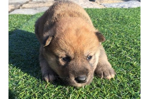 成約済の長崎県の柴犬-24521の2枚目