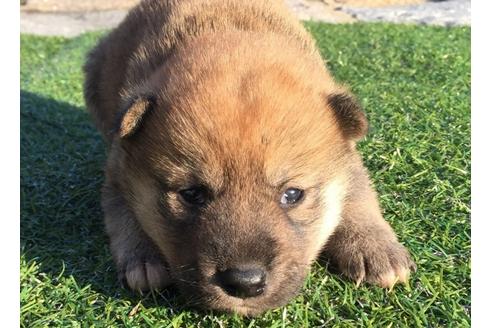 成約済の長崎県の柴犬-24521の3枚目