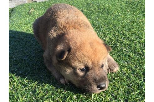 成約済の長崎県の柴犬-24521の4枚目