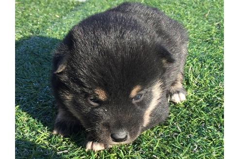 成約済の長崎県の柴犬-24522の1枚目