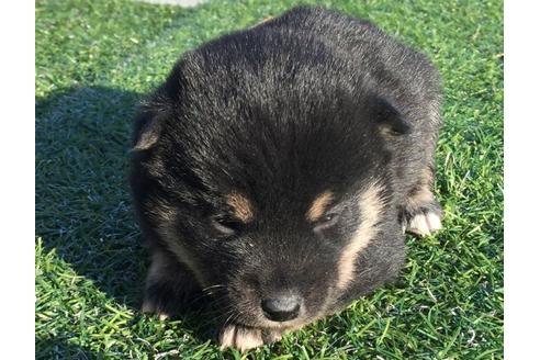 成約済の長崎県の柴犬-24522の2枚目