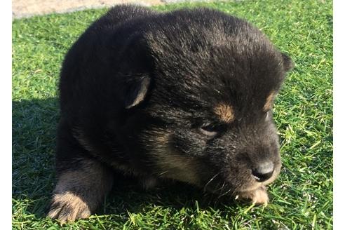 成約済の長崎県の柴犬-24522の3枚目