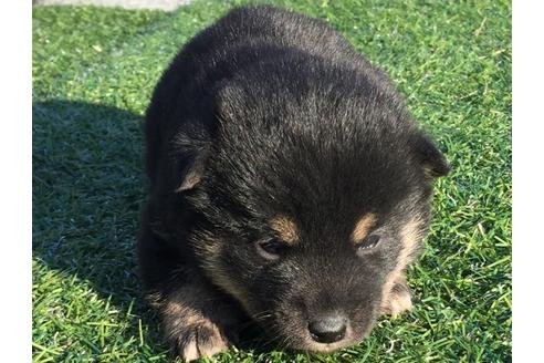 成約済の長崎県の柴犬-24522の4枚目