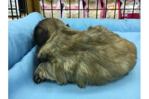 成約済の愛知県のペキニーズ-24570の2枚目