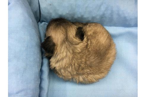 成約済の愛知県のペキニーズ-24571の1枚目