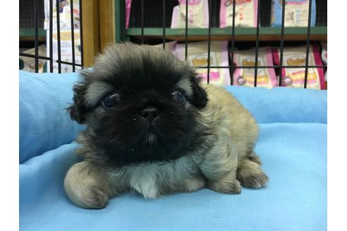 成約済の愛知県のペキニーズ-24572の5枚目