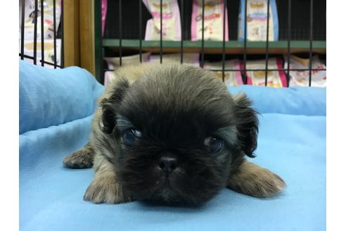 成約済の愛知県のペキニーズ-24573の4枚目