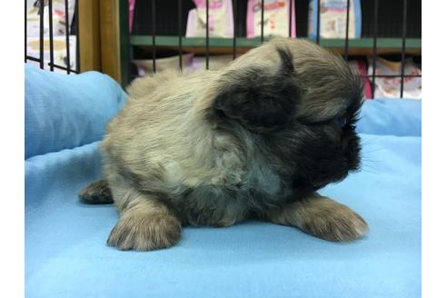 成約済の愛知県のペキニーズ-24573の2枚目
