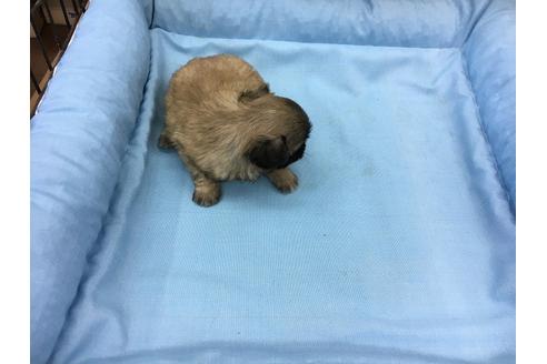 成約済の愛知県のペキニーズ-24573の1枚目