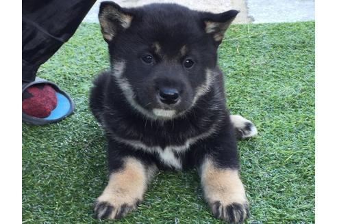 成約済の長崎県の柴犬-23605の1枚目