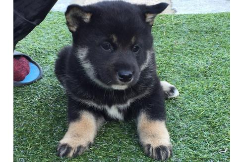 成約済の長崎県の柴犬-23605の2枚目