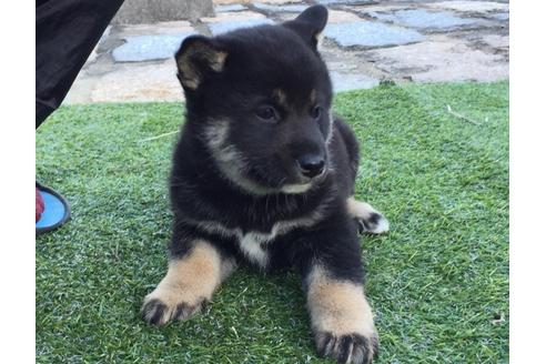 成約済の長崎県の柴犬-23605の3枚目