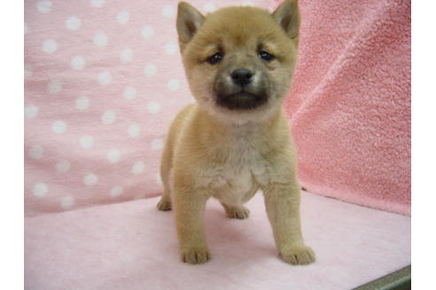 成約済の長崎県の柴犬-24626の4枚目