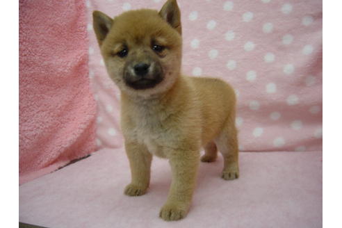 成約済の長崎県の柴犬-24626の3枚目