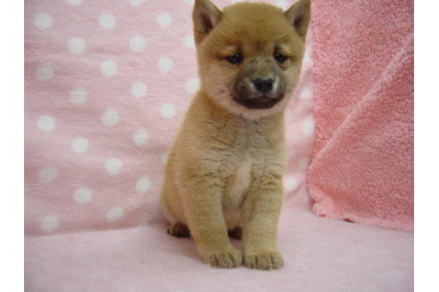 成約済の長崎県の柴犬-24626の2枚目