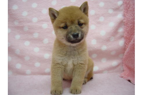 成約済の長崎県の柴犬-24626の1枚目