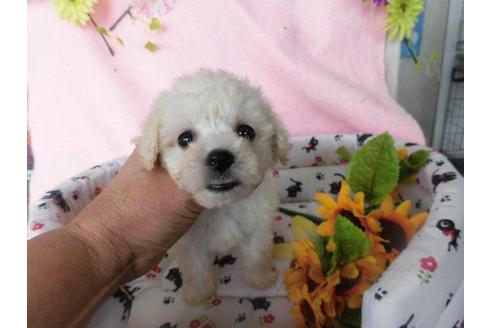 成約済の鹿児島県のミックス犬-24641の1枚目