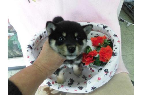 成約済の鹿児島県の豆柴-24644の2枚目