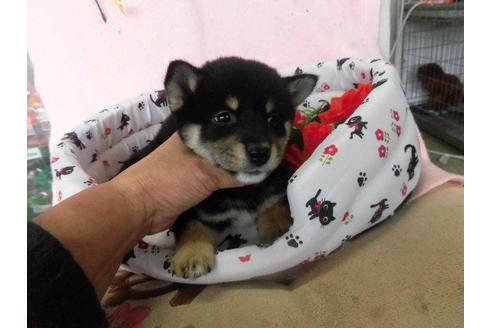 成約済の鹿児島県の豆柴-24644の1枚目