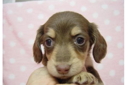 成約済の長崎県のチワックス:チワワ×ミニチュアダックスフンド-24646の4枚目