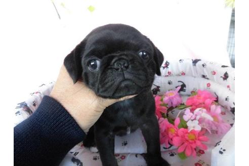 成約済の鹿児島県のパグ-24649の2枚目