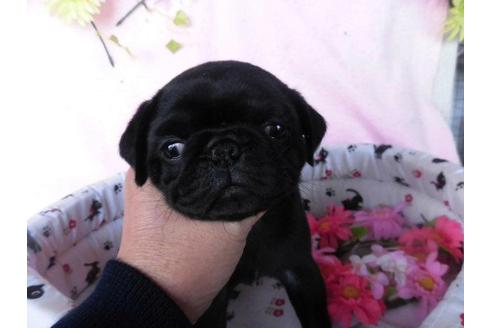 成約済の鹿児島県のパグ-24649の1枚目