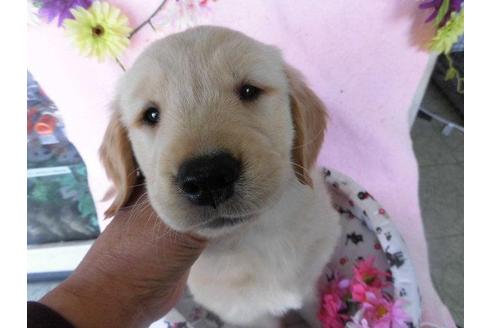 成約済の鹿児島県のゴールデンレトリーバー-24652の2枚目