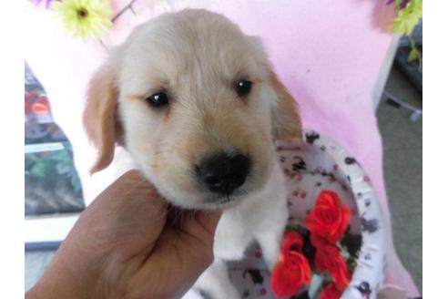 成約済の鹿児島県のゴールデンレトリーバー-24653の2枚目