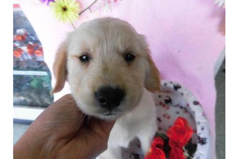 成約済の鹿児島県のゴールデンレトリーバー-24653の1枚目