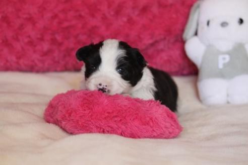 成約済の宮崎県のボーダーコリー-24661の3枚目