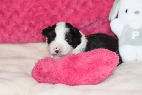 成約済の宮崎県のボーダーコリー-24661の2枚目