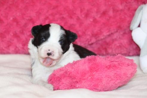 成約済の宮崎県のボーダーコリー-24661の1枚目