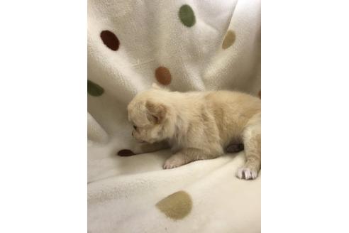 成約済の岐阜県のチワワ-24668の2枚目