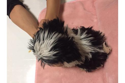 成約済の大阪府のシーズー-24711の3枚目