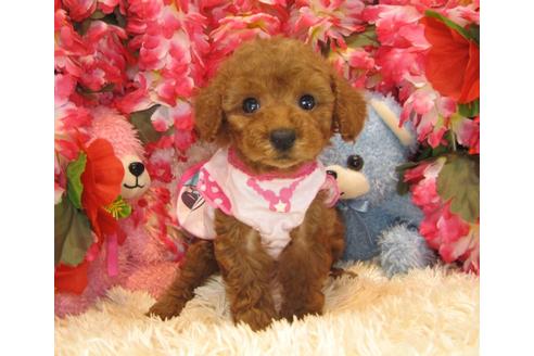 成約済の茨城県のトイプードル-24715の1枚目