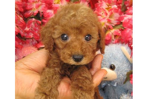 成約済の茨城県のトイプードル-24715の2枚目