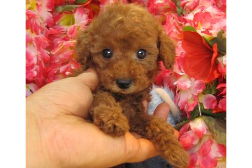 成約済の茨城県のトイプードル-24715の3枚目