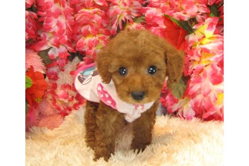 成約済の茨城県のトイプードル-24715の4枚目