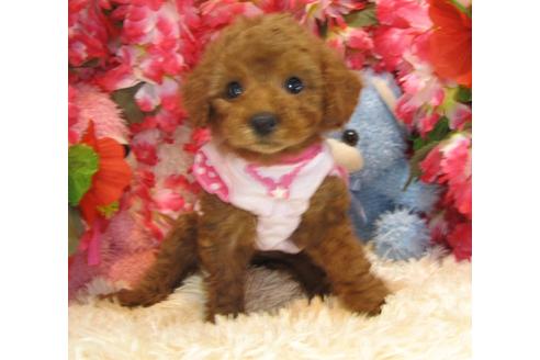 成約済の茨城県のトイプードル-24715の5枚目