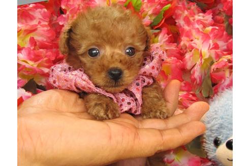 成約済の茨城県のトイプードル-24716の2枚目