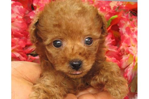 成約済の茨城県のトイプードル-24716の3枚目