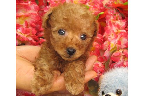 成約済の茨城県のトイプードル-24716の4枚目