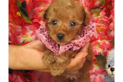 成約済の茨城県のトイプードル-24716の5枚目